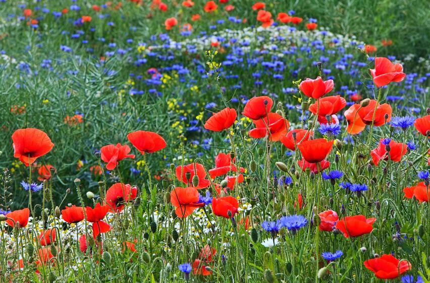 Foto: Udo Steinh&auml;user