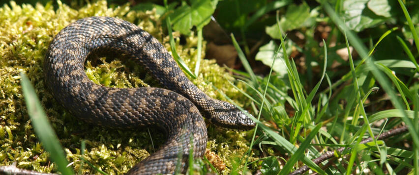 Kreuzottern sind ovovivipare Tiere, d. h., sie br&uuml;ten ihre Eier im Mutterleib aus. Das tr&auml;chtige Weibchen sucht dazu warme Stellen im Moor auf, an denen es sich intensiv sonnt.