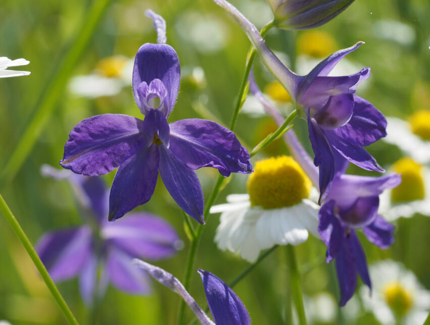 Foto: Loki Schmidt Stiftung