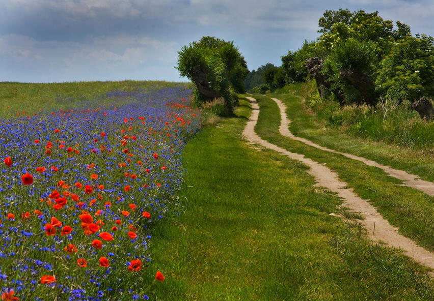 Foto: Udo Steinh&auml;user