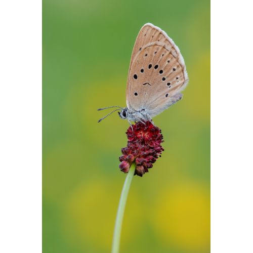 Foto: Karin Rollett-Vlcek