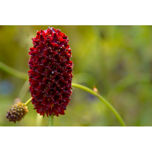 Foto: Angelica Jerzewski