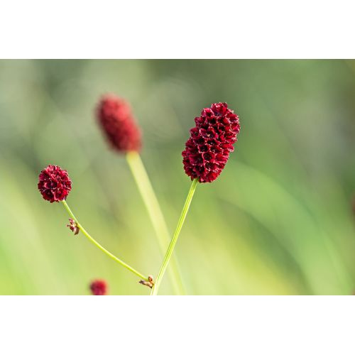 Foto: Hermann Timman