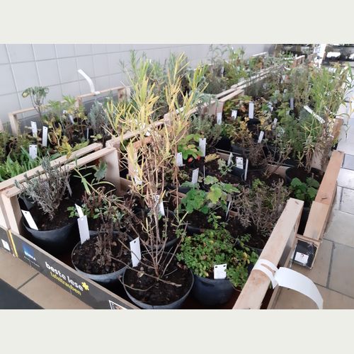 Blühende Verlosung mit 63 Hamburger Gewinnerschulen.jpg