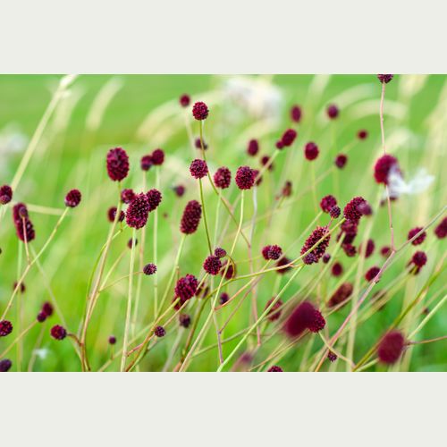 Großer Wiesenknopf_Julian Denstorf.jpg