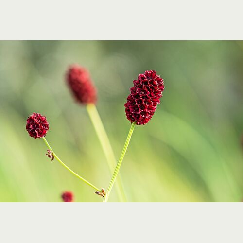 Großer Wiesenknopf_Hermann Timmann
