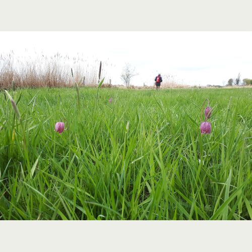 Die Loki Schmidt Stiftung führt jährlich im Naturschutzgebiet ein Monitoring durch, um sicherzustellen, dass die Maßnahmen zur Förderung wirken