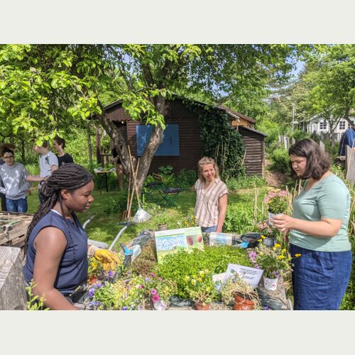 Lehrerin Sarah Leinkauf (Mitte) und die Schülerinnen Naomi Douo (links) und Lili Jürgensen (rechts) pflanzen weitere Blütenpflanzen neben die noch nicht blühende Blume des Jahres 2021, den Großen Wiesenknopf. 