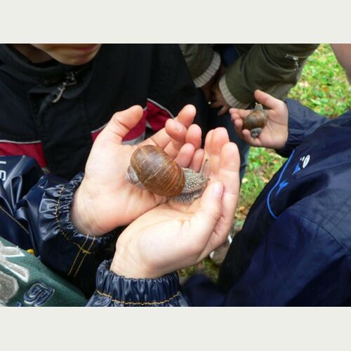 Naturentdecker_Schnecke_Loki Schmidt Stiftung.jpg