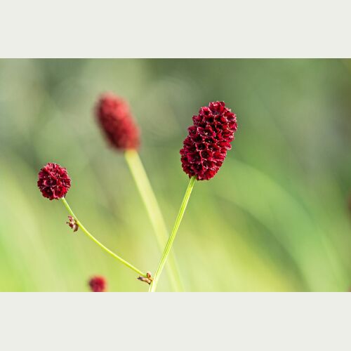Großer Wiesenknopf_Hermann Timmann.jpg