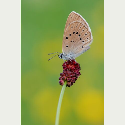 Heller Wiesenknopf Ameisenbläuling_Karin Rollett-Vlcek.jpg