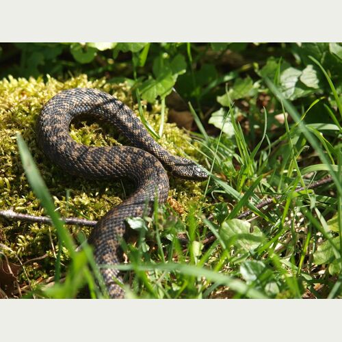 Kreuzottern brüten ihre Eier im Mutterleib aus und suchen hierfür warme Stellen im Moor auf, um sich intensiv zu Sonnen.