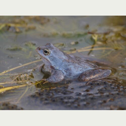 Nur wenige Tage im Jahr zeigen die männlichen Moorfrösche ihr blaues 'Hochzeitskleid'.