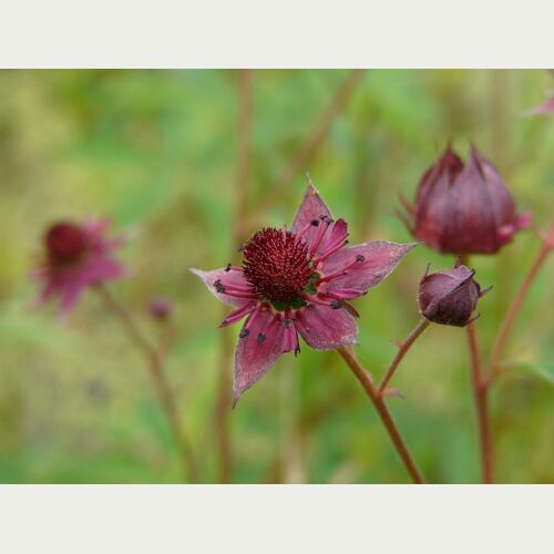 Das Sumpfblutauge bietet als Nieder- und Zwischenmoor besiedelnde Art den Fliegen, Hummeln und Bienen eine Nektarquelle