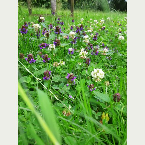 Ein wahrer Blickfang: Werden Rasenflächen selten gemäht, haben Wildblumen wie die Kleine Braunelle Zeit, um Blüten auszubilden