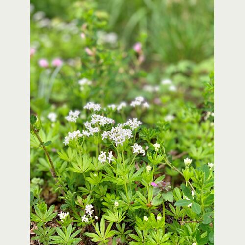 Der bienenfreundliche Waldmeister findet auch in der Küche vielfältige Verwendung. 