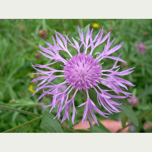 Die Wiesen-Flockenblume ist nicht nur ein leuchtender Blickfang, sondern auch wichtige Nahrungsquelle für Wildbienen.