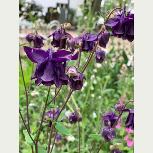 Die nickenden Blüten der Gewöhnlichen Akelei sind ein Schlaraffenland für viele Insekten. 