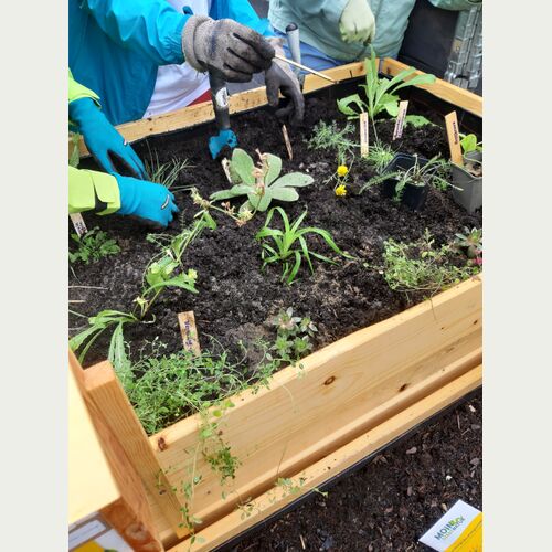 Färberkamille, Königskerze, Sand-Thymian, Grasnelke, Schafgarbe und viele weitere heimische Wildpflanzen wachsen im Hochbeet_Foto Loki Schmidt Stiftung