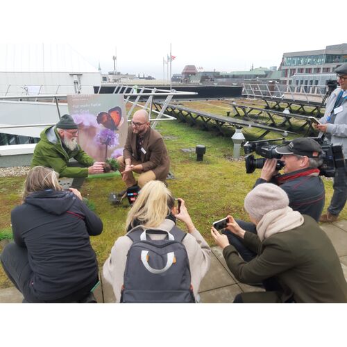 Die Vorstellung der Blume des Jahres fand auf einem Gründach statt
