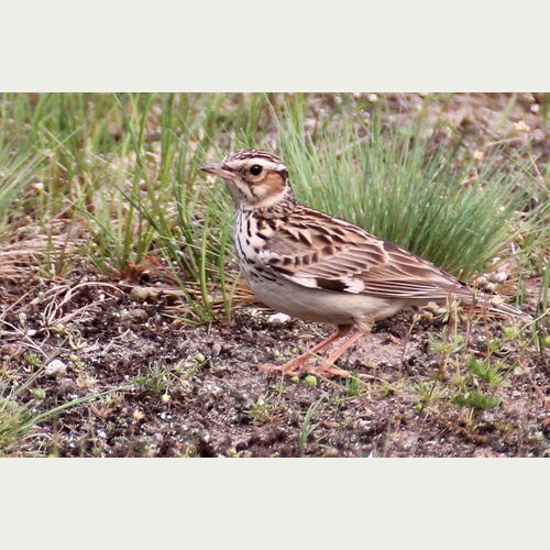 Der melodische Gesang der Heidelerche ist immer seltener zu hören, die Bestände sind rückläufig, da ihre Lebensräume schwinden