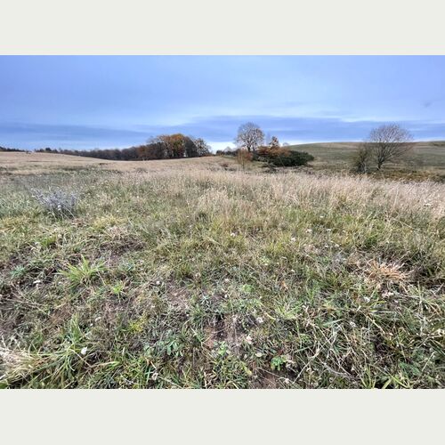 Die Goritzer Wiesen sind wichtiger Lebensraum und Rückzugsgebiet für zahlreiche Pflanzen- und Tierarten.