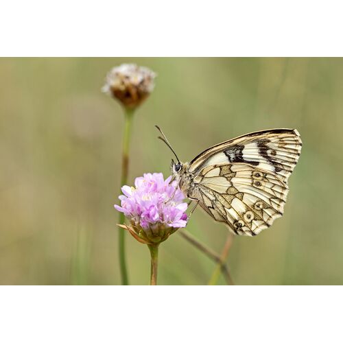 Schachbrettfalter (Melanargia galathea)