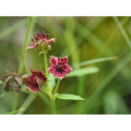 Als Blume des Jahres 2025 ist das Sumpf-Blutauge Botschafterin für den Arten- und Klimaschutz