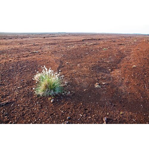 Mehr als 95 Prozent der Moorgebiete Deutschlands wurden durch Entwässerung und Torfabbau zerstört 