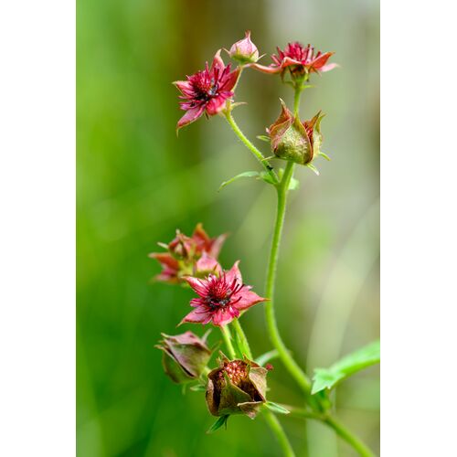 Mit seinen purpufarbenen bis blutroten Blüten ist das Sumpf-Blutauge ein wahrer Hingucker in Mooren 