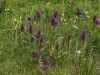 Breitblättriges Knabenkraut (Dactylorhiza majalis)