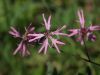 Kuckucks-Lichtnelke (Lychnis flos-cuculi)