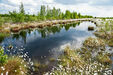 Eine Renaturierung zerstörter Moorflächen ist möglich, benötigt jedoch viel Zeit und aufwendige Maßnahmen © Hermann Timmann