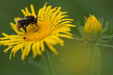 Weidenblättriger Alant (Foto: Udo Steinhäuser)