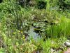 Gartenteich